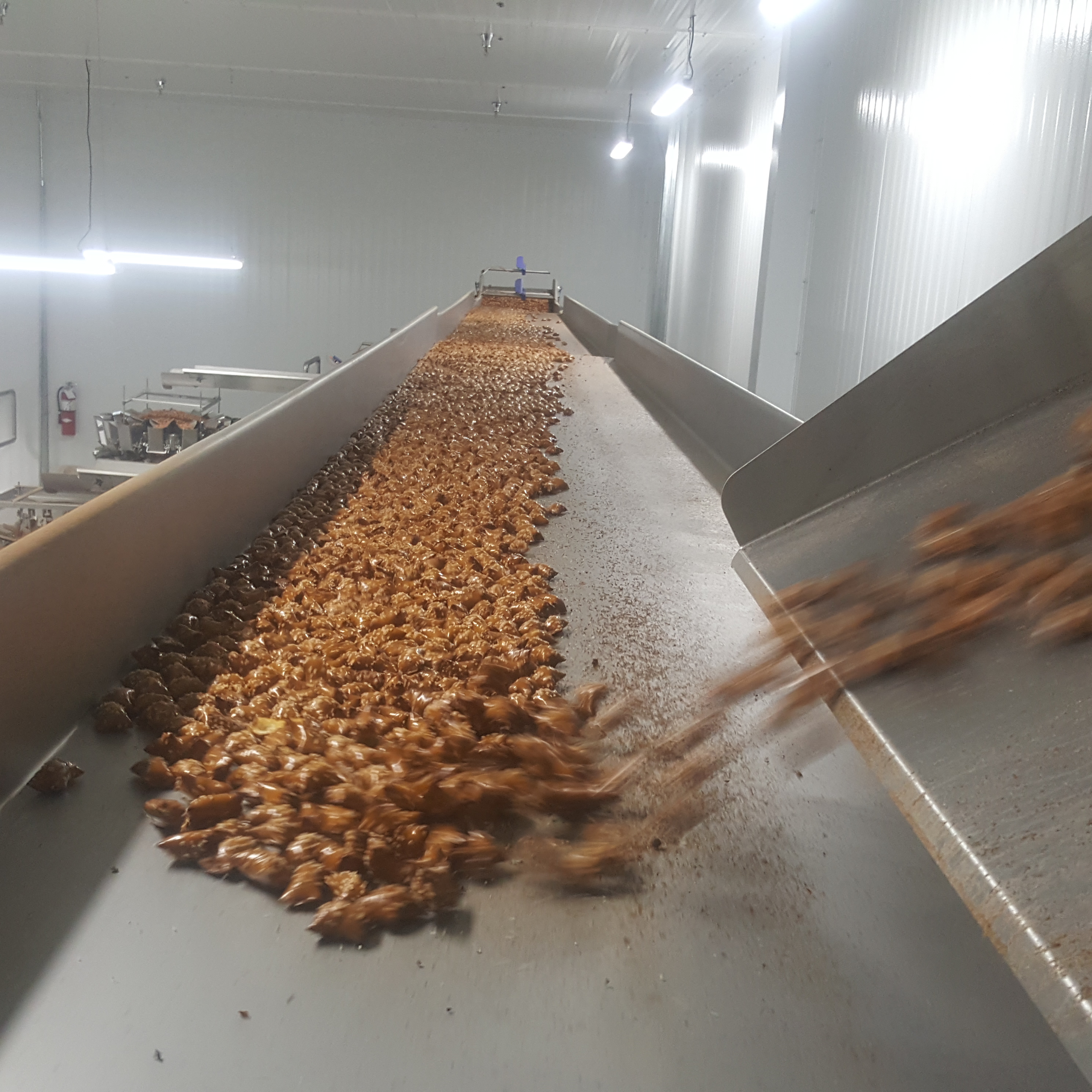 Pretzels falling onto a steel conveyor belt