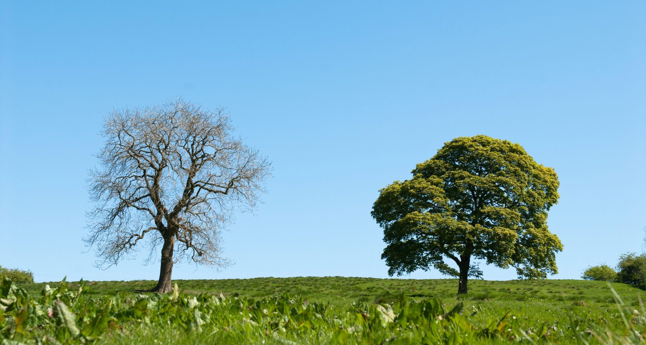 a dead tree next to a healthy tree resilience